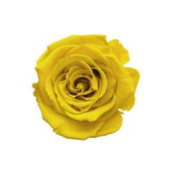 Cf 6pz rose stabilizzate dm 6-6.5 h 5-7  giallo
