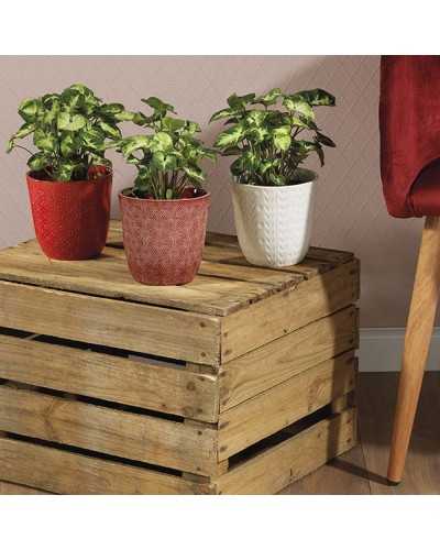 Vasi in Ceramica | COPRIVASO CILINDRICO IN CERAMICA SMALTATA CON DECORI IN RILIEVO CF 11 PZ - 3 ASS. COLORE | 8719152481989