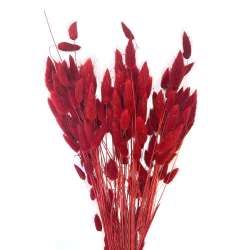 CF 100 GR - LAGURUS "TOPINO" - ROSSO in Fiori Secchi