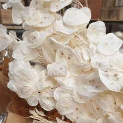 Mazzo lunaria foglia bianca