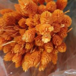 Bundle phalaris x3 artificiale  arancio