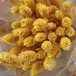 Bundle phalaris x3 artificiale  peach