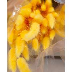 Cf 100gr lagurus topino giallo