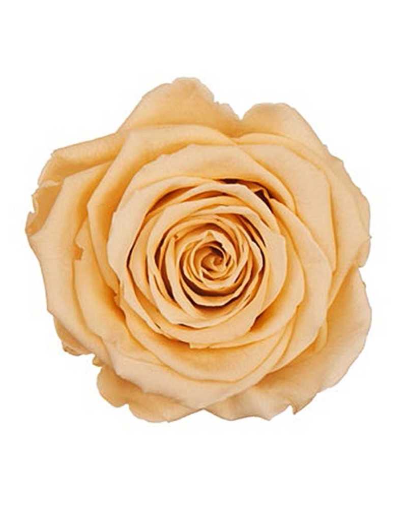 Fiori Secchi decorativi | Cf 6pz rose stabilizzate dm 6-6.5 h 5-7 champagne .. | 4027234355481