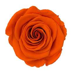 Cf 12 pz rose stabilizzate arancio