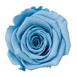 Cf 12 pz rose stabilizzate azzurra ..