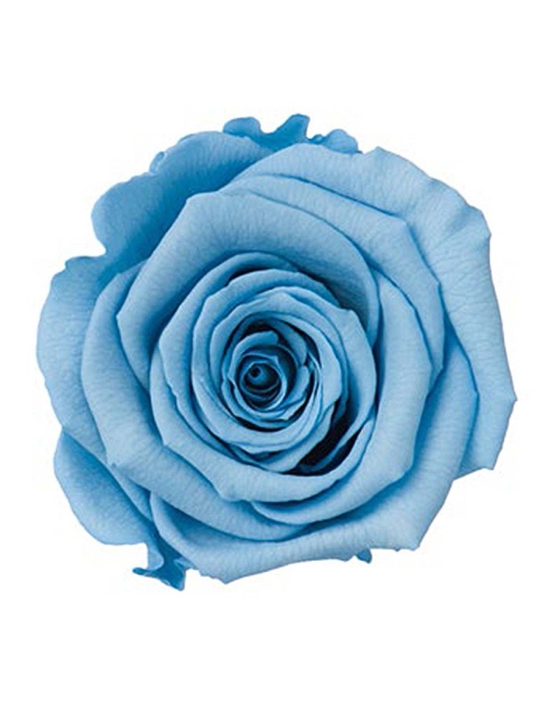 12 Rose stabilizzate blu