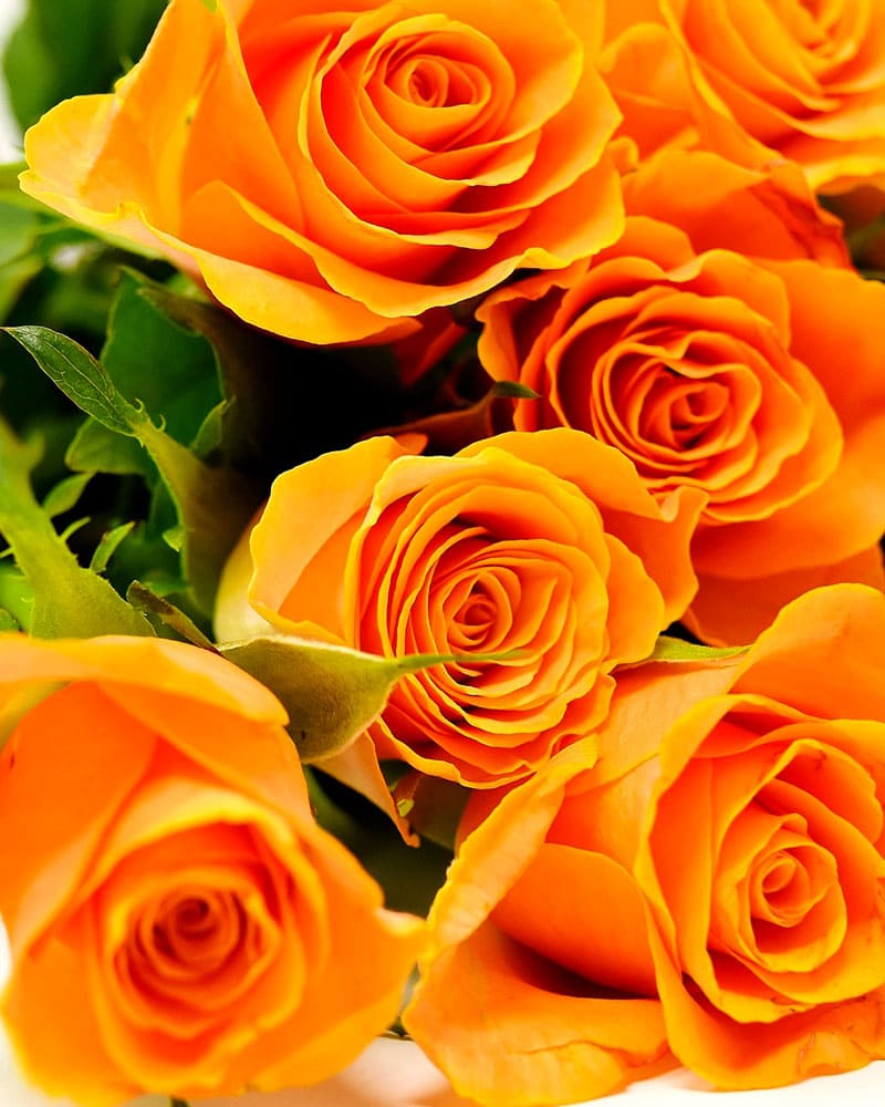 Fiori Stabilizzati e Secchi: Eleganza senza Tempo